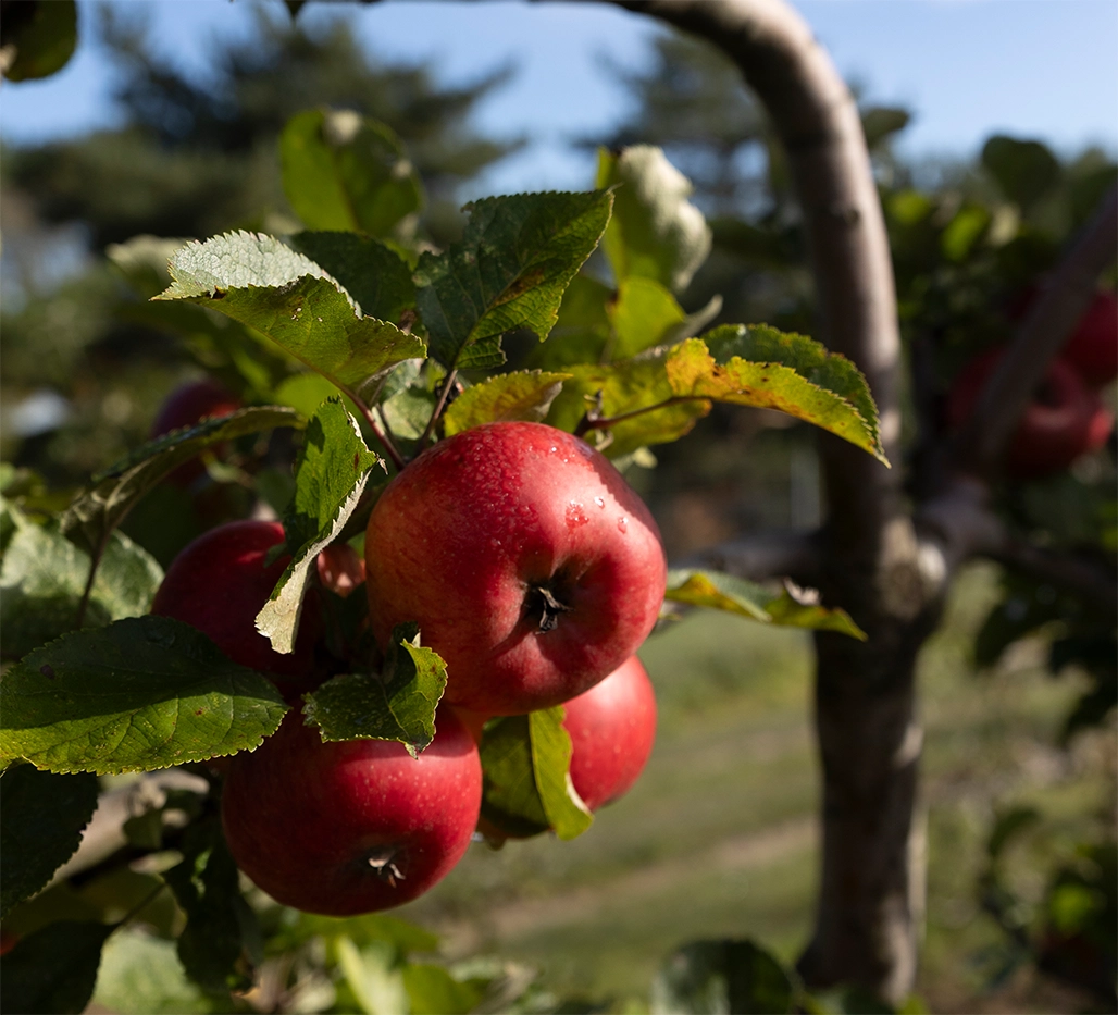 Gehölzschnitt Alte Obstbäume in neuem Glanz 008531048583482